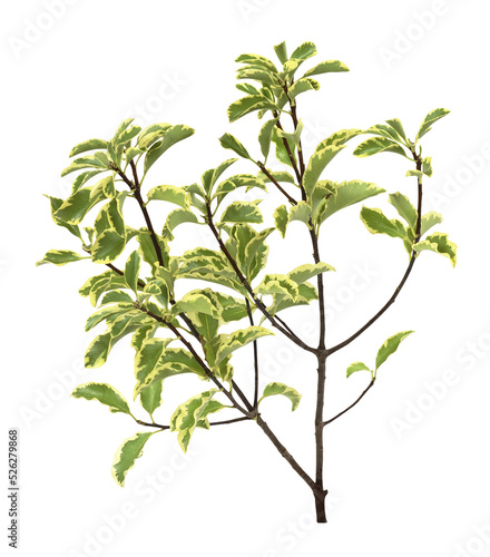 Green and yellow leaves on twig of pittosporum isolated