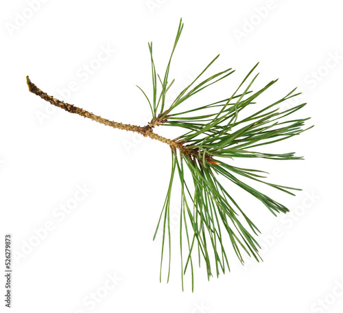 Closeup of pine twig isolated