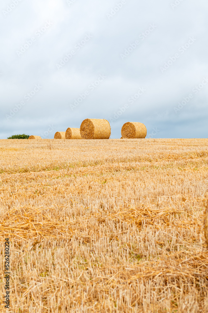 Fototapeta premium Freshly made hay rolls or bales in field during harvest season in cloudy day