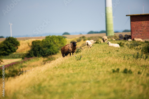A black sheep grazes with its flock under a wind turbine in Germany's North Sea region photo