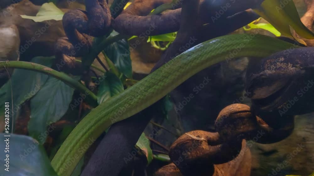 A green snake slowly crawls up the trees. Snakes are a suborder of the