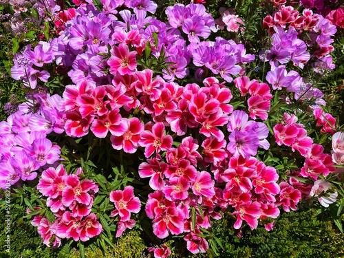 Close-up shot of a clarkia flower bush growing in the garden photo