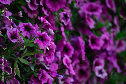 Floral background, blooming colorful lush petunia bushes on a flower bed, sunny day