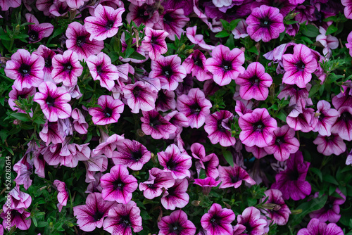 Floral background  blooming colorful lush petunia bushes on a flower bed  sunny day