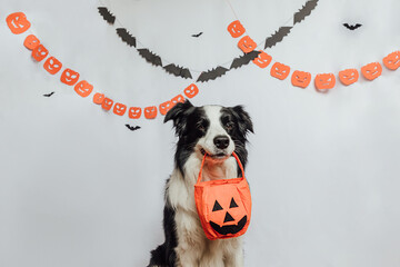 Trick or Treat concept. Funny puppy dog border collie holding jack o lantern pumpkin basket for candy in mouth on white background with halloween garland decorations. Preparation for Halloween party