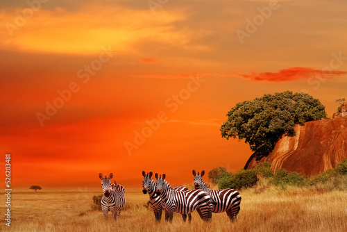 Zebras in the African savanna at sunset. Serengeti National Park. Tanzania. Africa.