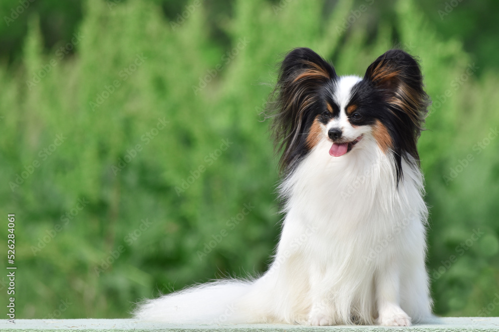 Papillon dog sitting in the park on a green background