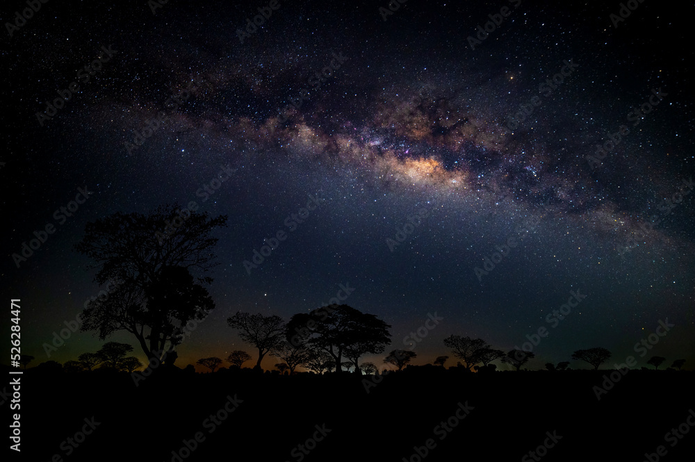 DARK NIGHT SKY IN AFRICA SAFARI.Milky way with stars,silhouette tree in africa.Dark tree on open field dramatic blue night.Typical african night with acacia trees in Masai Mara,Kenya.