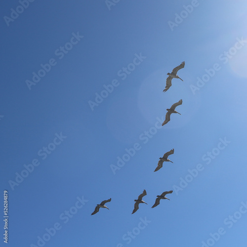 pelicans in flight
