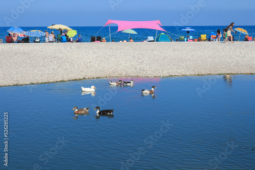 Ducks swimming on the river. Beach between river and sea. Olympos ancient city beach