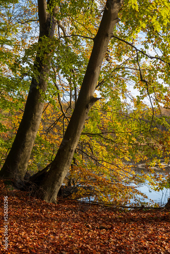 Colorful lakside view with scenic autumn colors. photo