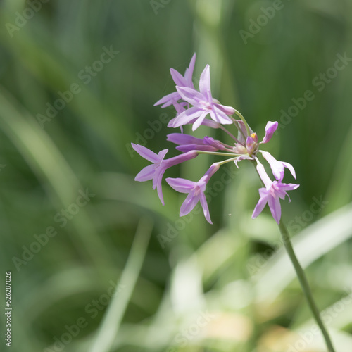 close up of a purple flower