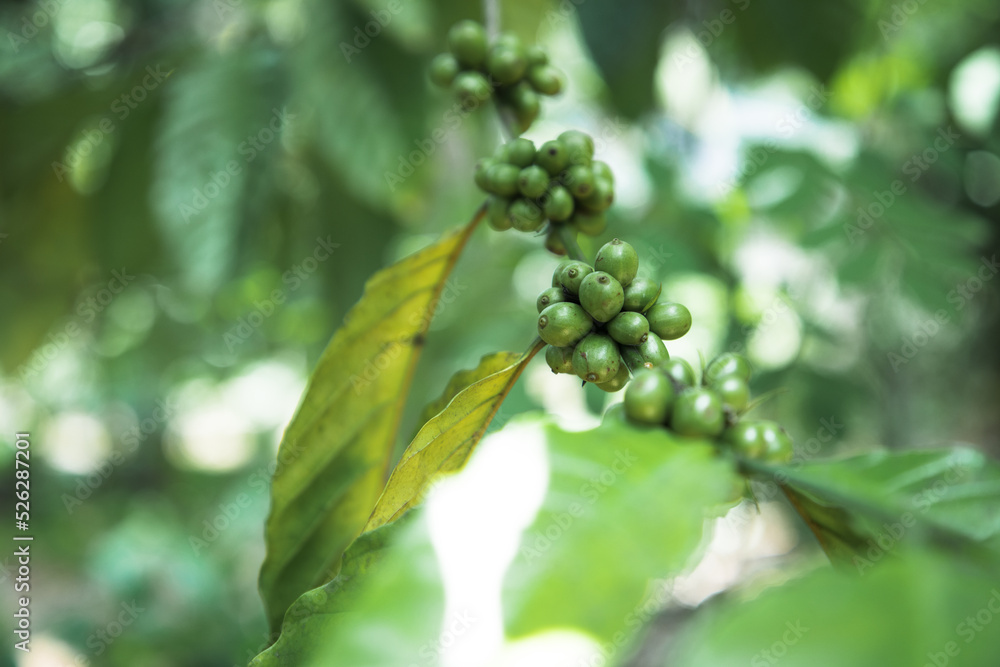 arabica coffee fruit ripening in the wild arabica coffee fruit ripening in the wild