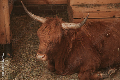 Scottish cow resting on the farm