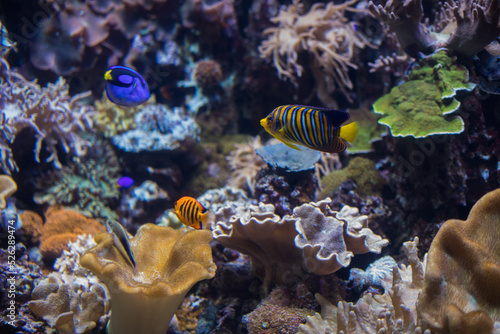 flock of colored fish in a coral reef