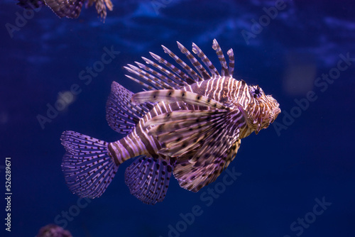 Photography Red lionfish close-up in the aquarium