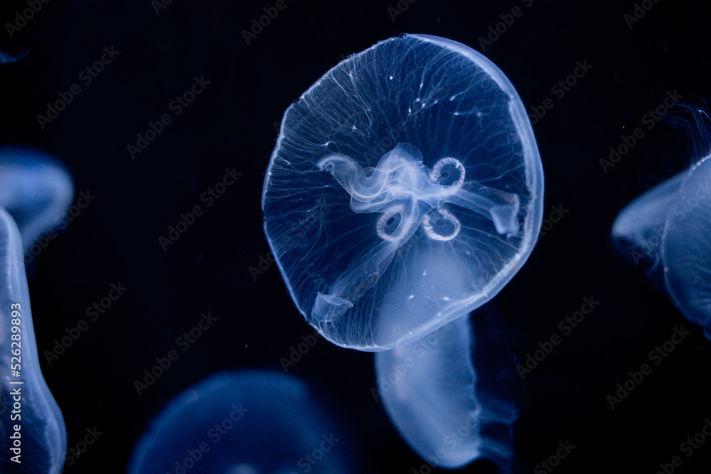 jellyfish on a black background in an aquarium close-up jellyfish on a black background in an aquarium close-up