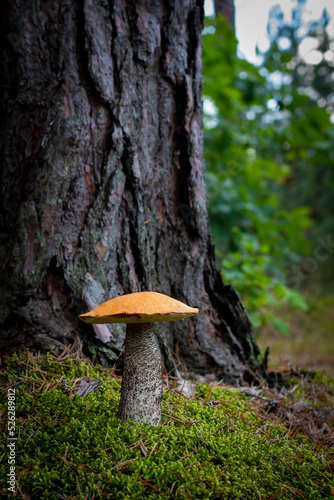 beautiful orange cap mushroom grow in forest