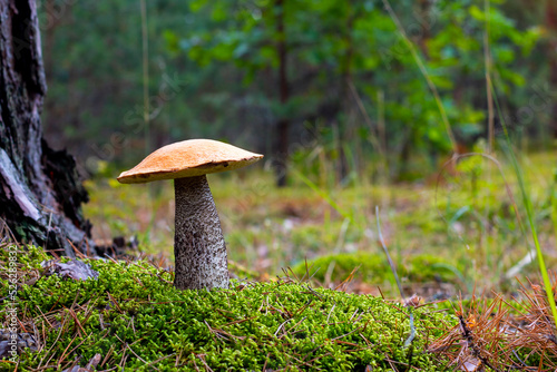 season orange cap mushroom grow in wood