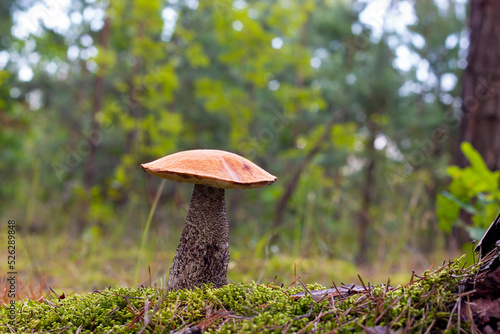 season red cap mushroom growing in wood