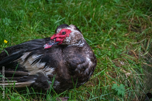 Eine Moschusente sitzt im Gras