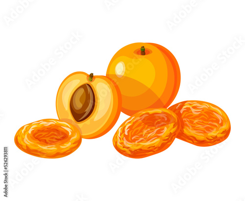 Dried apricots and fresh apricots isolated on a white background. Vector illustration of tasty fruits in cartoon style. Dried apricots  icon.Set of fresh and dried apricots. Design element, logo