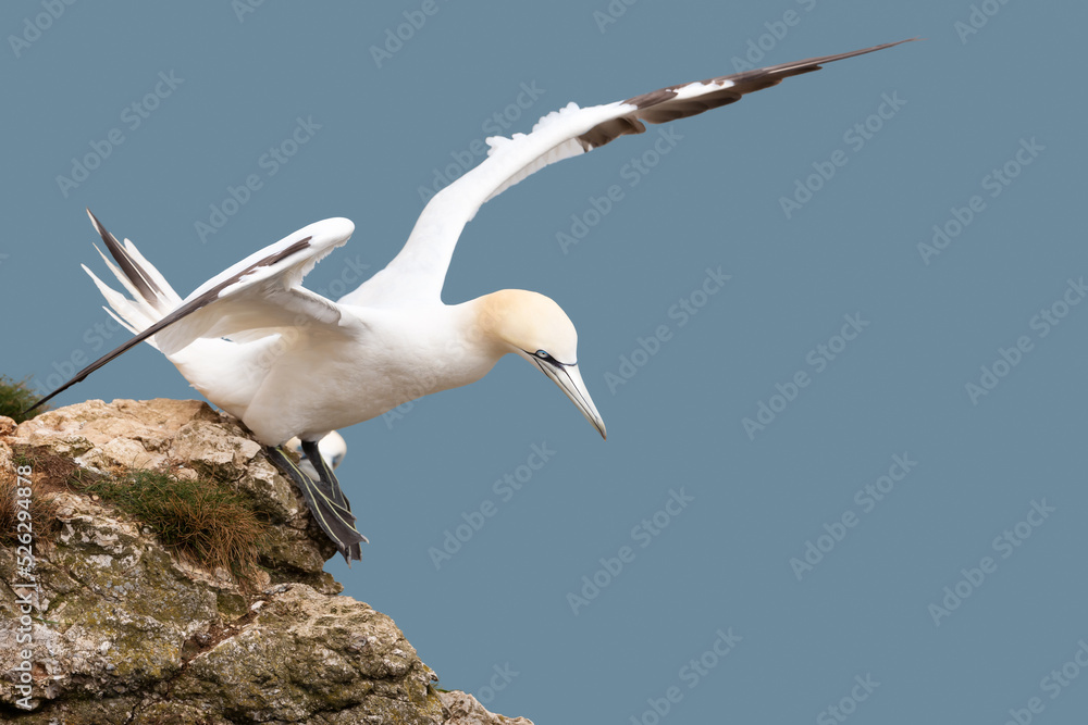 Close up of a Northern gannet taking off Close up of a Northern gannet taking off