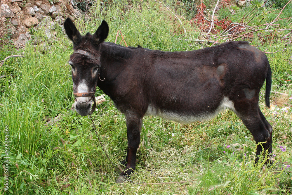 Hausesel / Donkey / Equus asinus asinus. Hausesel / Donkey / Equus asinus asinus.