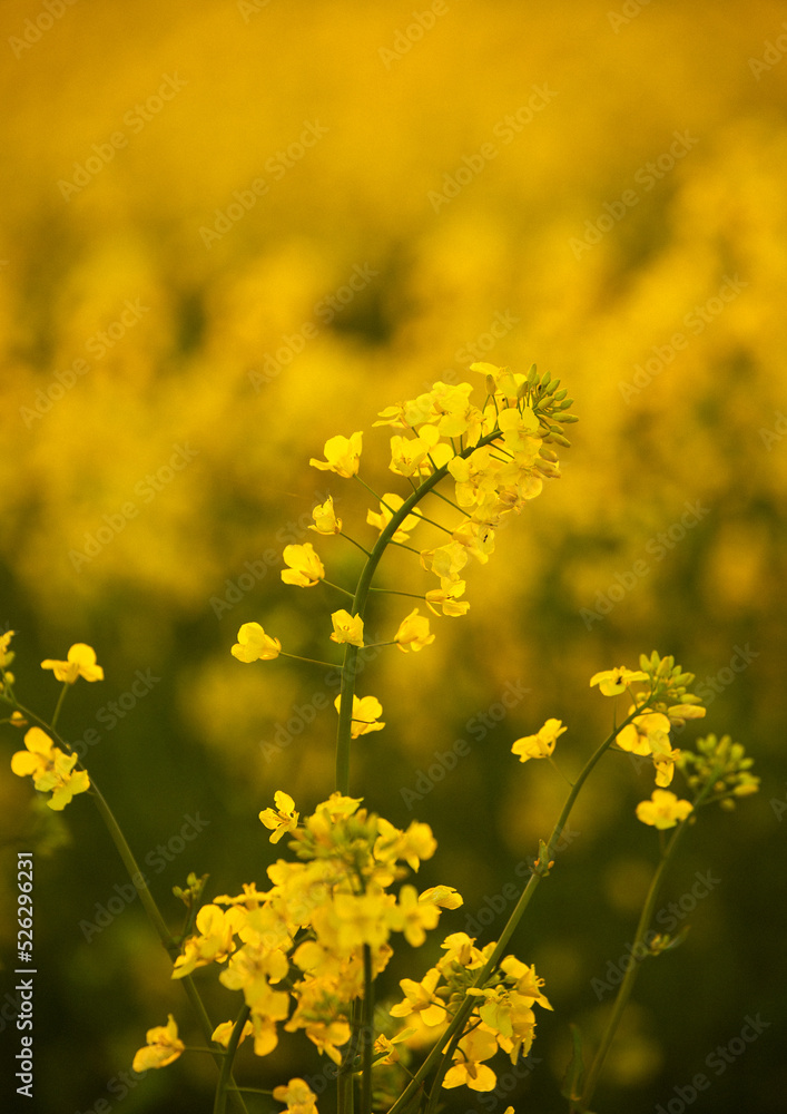 Rapeseed flower, yellow flower on field, idyllic flowers blossoming, sunny idyllic field of flowers Rapeseed flower, yellow flower on field, idyllic flowers blossoming, sunny idyllic field of flowers