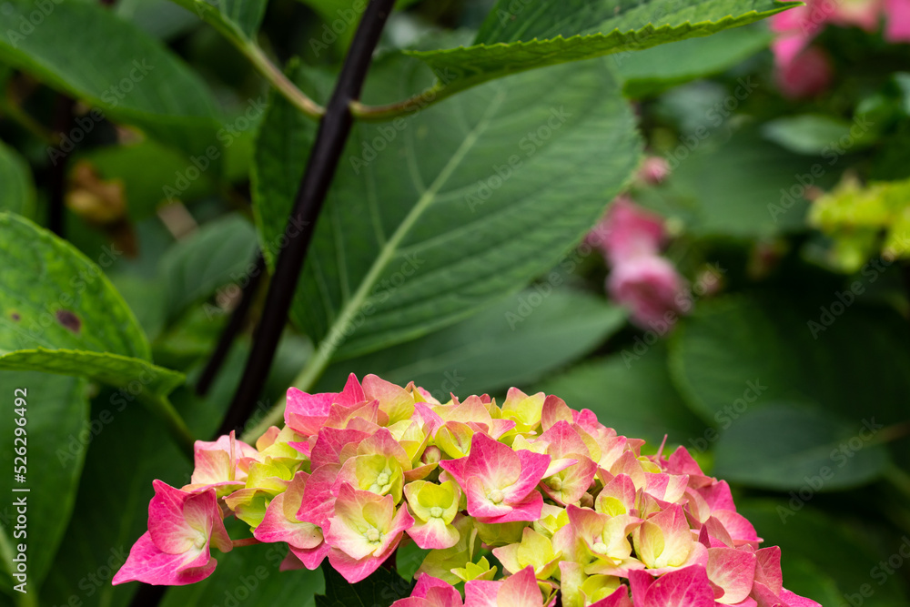 Beautiful Hortensia (Hydrangea) in blossom. Close-up with high detail and resolution.