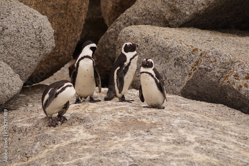 Pingüinos en roca