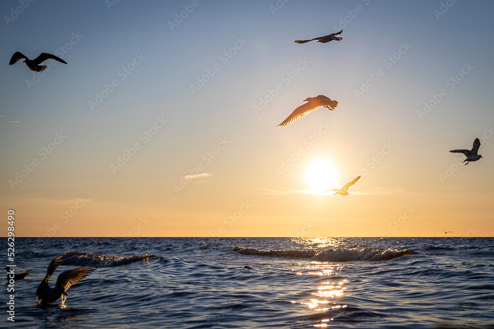 Fototapeta premium seagulls during sunset