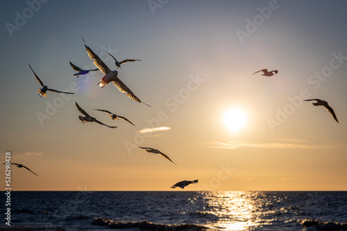 seagulls during sunset © Przemyslaw