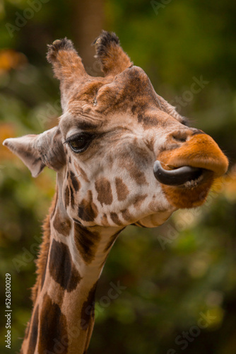 giraffe close-up portrait front view © Baehaki