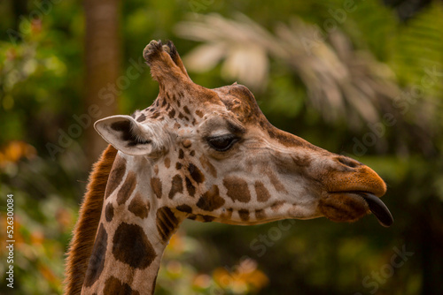giraffe close-up portrait side view