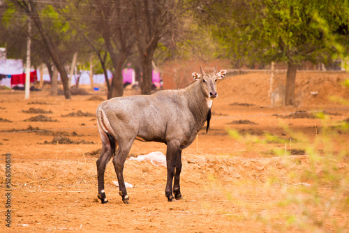 A male Nilgai (Boselaphus tragocamelus) also known as  large Indian antelope standing on dry yellow sand. © Jephinephotos