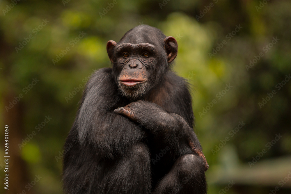 chimpanzee portrait posing like a human chimpanzee portrait posing like a human