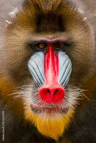portrait close-up monkey mandril. rainbow face