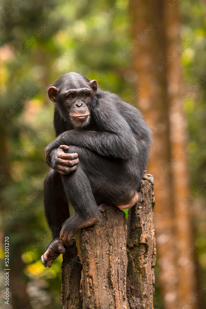portrait of a chimpanzee relaxing on a tree portrait of a chimpanzee relaxing on a tree