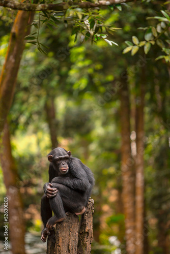 Fototapeta Naklejka Na Ścianę i Meble -  portrait of a chimpanzee relaxing on a tree