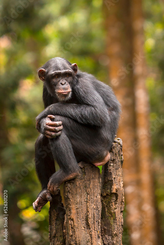 Fotobehang portrait of a chimpanzee relaxing on a tree
