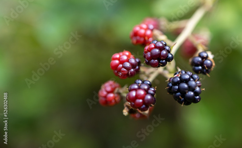 Jeżyna (Rubus) to powszechnie znana roślina, która kojarzy się przede wszystkim z czarnymi, soczystymi owocami podobnymi do malin. 