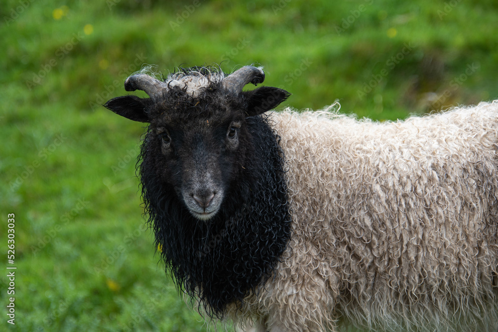 Ein weißes Lamm mit schwarzem Gesicht im Portrait auf einer Wiese