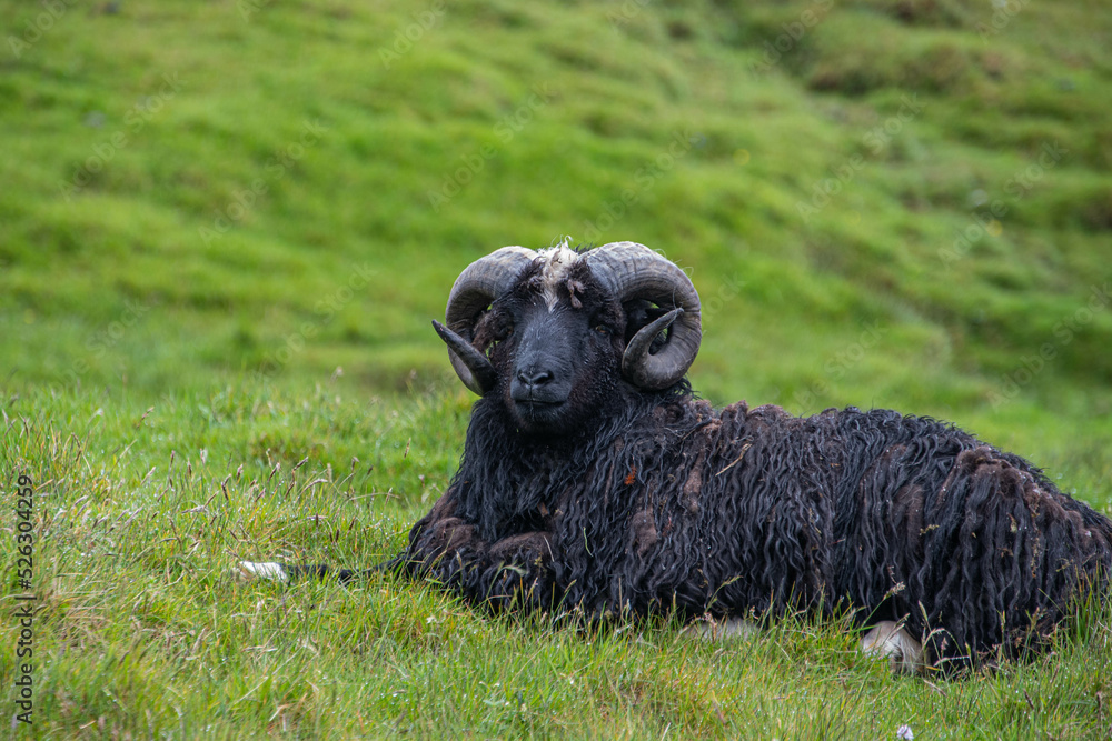 Ein schwarzer Widder mit gedrehten Hörnern liegt im Gras Ein schwarzer Widder mit gedrehten Hörnern liegt im Gras