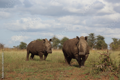 Breitmaulnashorn   Square-lipped rhinoceros   Ceratotherium simum