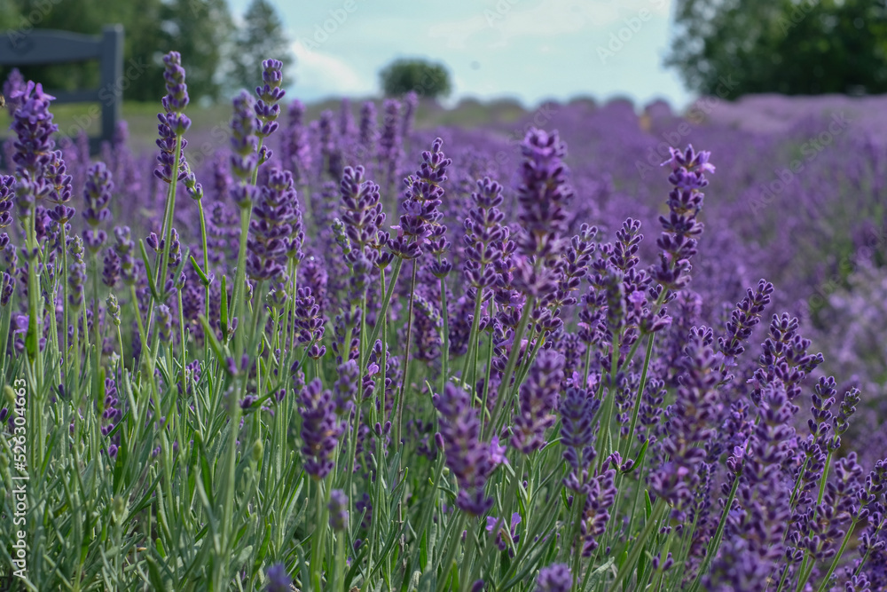 Obraz premium Beautiful landscape of lavender field. Lavender field in sunny day. Blooming lavender fields. Trees and sky in background. Excellent image for banners and advertisements.