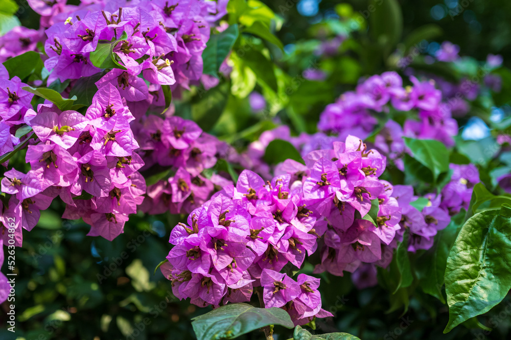Colorful Begonville flowers in sunny day on Yenikoy village street. Colorful Begonville flowers in sunny day on Yenikoy village street.