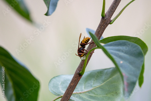 European hornets eating and foraging bark and sap of Lilac branch  photo