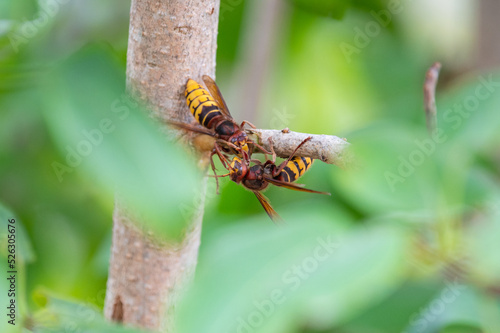 European hornets eating and foraging bark and sap of Lilac branch  © Daniel Beckemeier