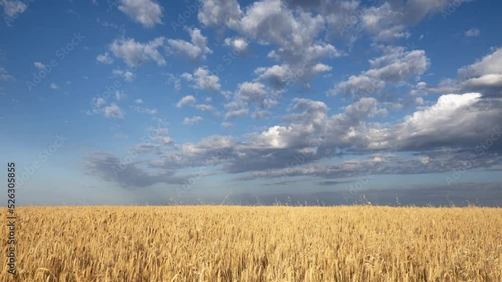 Clouds in a blue sky over a wheat field, France Clouds in a blue sky over a wheat field, France